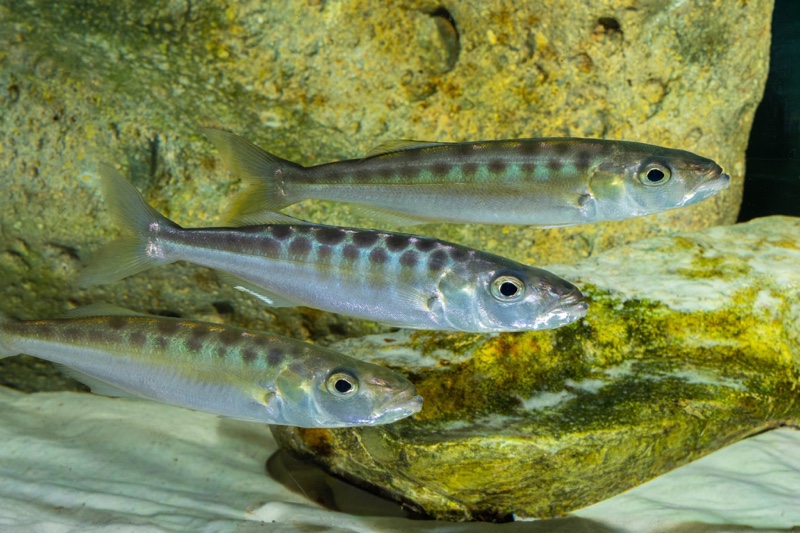 Bathybates fasciatus 'Kasanga'